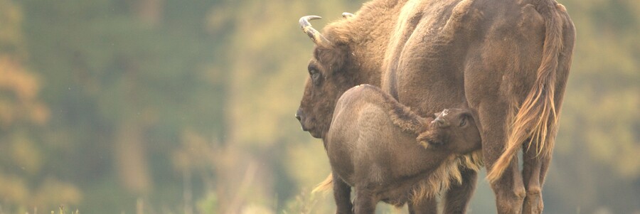 Eine Wisentkuh mit ihrem Kalb