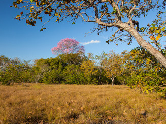 Braune Grasfläche umgeben von Bäumen in Malawi