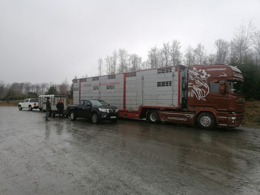 Tiertransporter bereit zur Abfahrt