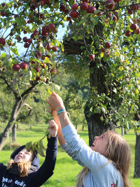 Kinder pflücken Äpfel auf Streuobstwiese