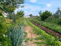 Dynamischer Agroforst Acker in Wiesbaden Erbenheim, auf dem neben Gemüse, Obst, Kräutern, Sträuchern und Blumen auch eine Vielzahl an Bäumen wachsen
