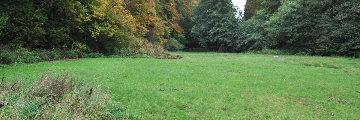 Große Wiese mitten im Wald