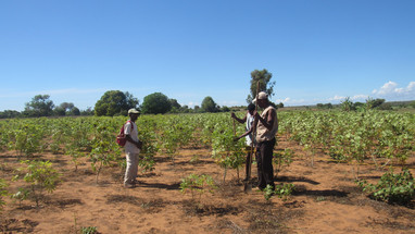 Baumpflanzungen auf Madagaskar