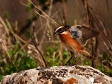 Ein Braunkehlchen sitzt auf einem Stein und breitet seine Flügel aus