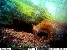 Lynx by camera trap