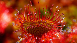 Rote Blüten des Sonnentaus in Nahaufnahme