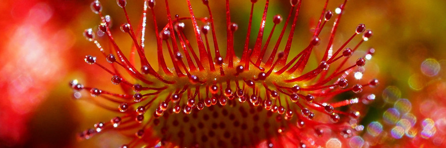 Rote Blüten des Sonnentaus in Nahaufnahme
