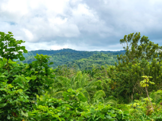 Blick auf dichte Baumkronen vom Regenwald in Costa Rica