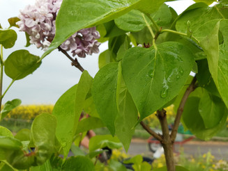 Blätter und Blüten des Flieders mit Regentropfen