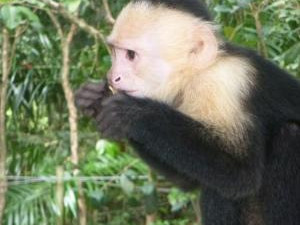 Fressender Affe im Regenwald
