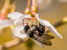 Graue Sandbiene sitzt auf weißer Blüte