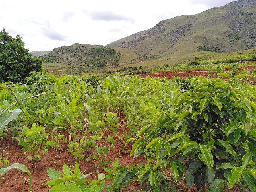 entwaldete Landschaft Madagaskar, im Vordergrund Neuanpflanzungen mit dynamischen Agroforst