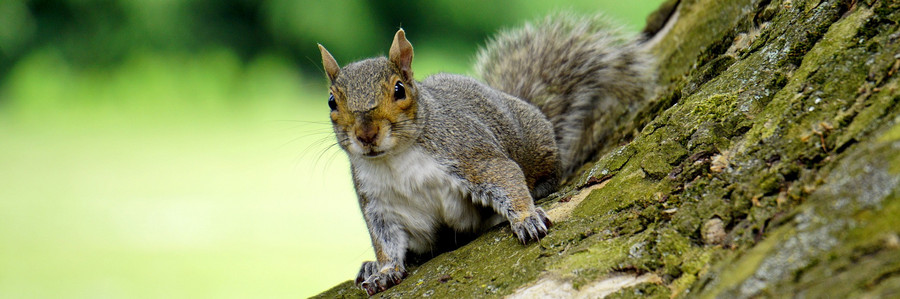 Eichhörnchen sitzt auf Baumstamm