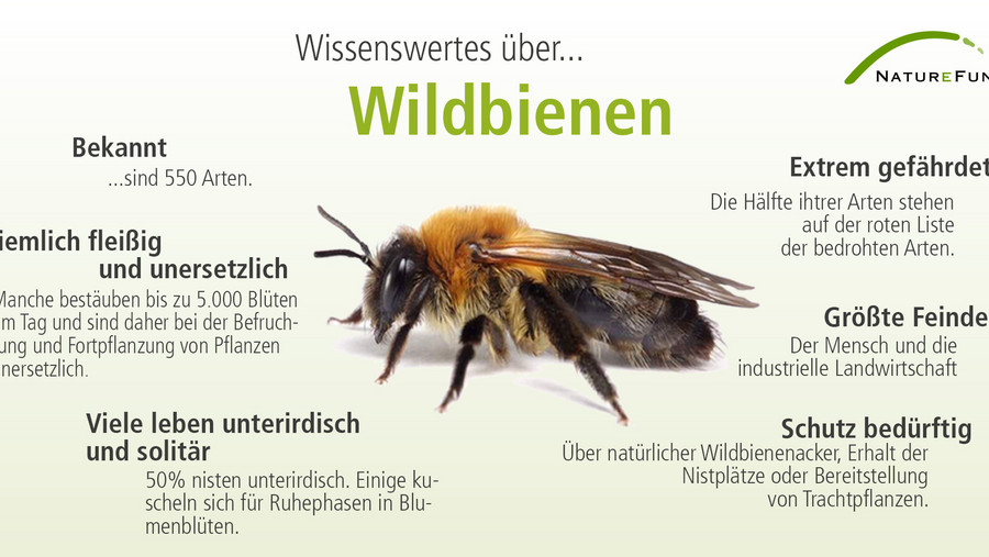 Wissenswertes zu Wildbienen