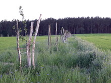 Baumreihe auf einem Acker