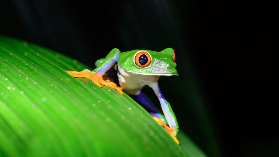 Rotaugenlaubfrosch sitzt auf Blatt