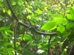 Gecko sitzt auf Ast mitten im dichten Regenwald von Costa Rica