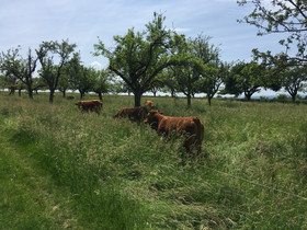 Murnau Werdenfelser Kühe stehen auf einer hoch bewachsenen Weide mitten zwischen Streuobstbäumen