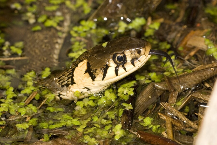 Ringelnatter Dr. H. Fried