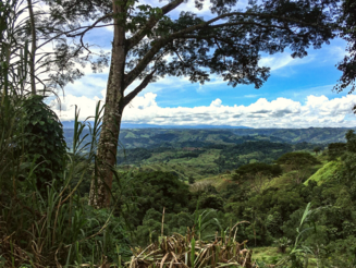Blick vom Regenwalddickicht aus auf noch bewaldete Hügelketten in Costa Rica