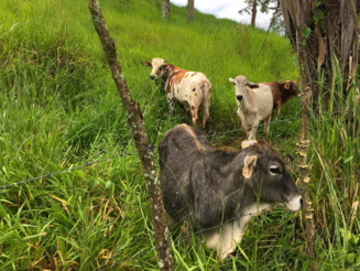 Rinder weiden auf einer abgeholzten Fläche in Costa Rica
