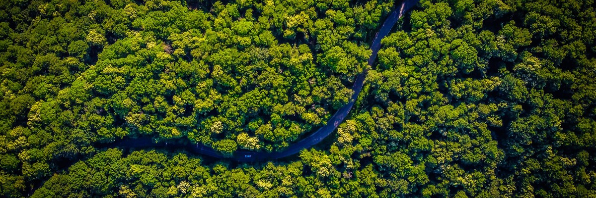 Straße schlängelt sich durch Wald