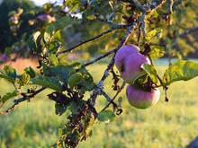 Äpfel hängen an Ast auf Streuobstwiese