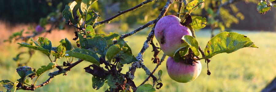 Äpfel hängen an Ast auf Streuobstwiese
