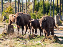 Gruppe von Wisente im Sonnenschein