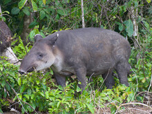 Mittelamerikanisches Tapir beim Fressen im Wald