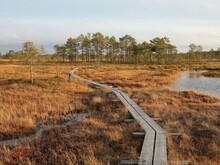 Holzweg führt durch Moor