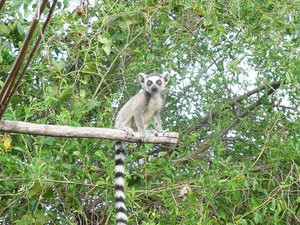 Junge Lemur auf Baum 