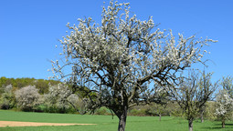Blühende Apfelbäume bei Sonnenschein auf einer Streuobstwiese