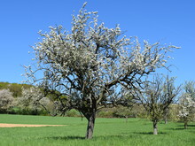 Blühende Apfelbäume bei Sonnenschein auf einer Streuobstwiese