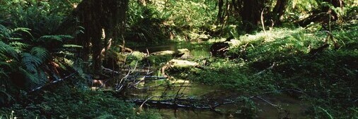 Sumpfwald Foto: Naturefund