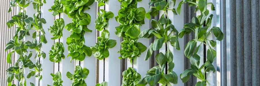 Obst und Gemüse werden auf knappen Raum angebaut