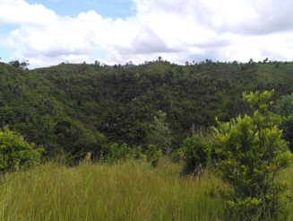 Mehrere Jahre alte Dynamische Agroforstfläche in Makirovana auf Madagaskar mit dichtem Baumbestand dient der Wiederaufforstung ansonsten kahler Landschaften