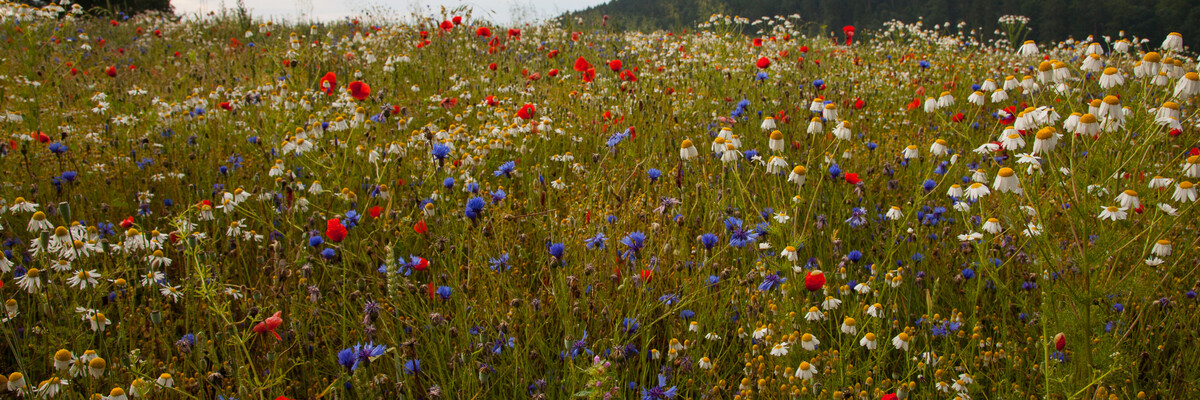 Blühende Wiese 