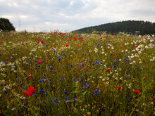 Blühende Wiese 