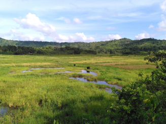 Abgeholzte Fläche die nun als Weideland verwendet wird in Makirovana auf Madagaskar