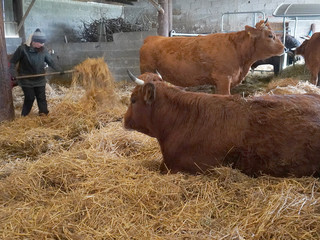 Mehrere Kühe liegen und stehen im Stall, eine Person verteilt Streu.