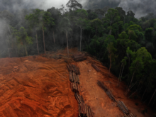 Baumstämme liegen auf kürzlich abgeholzter Fläche in Costa Rica