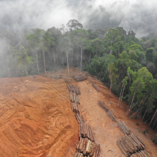Abholzung von Regenwald