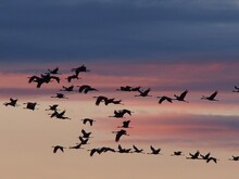 Vogelzug von Kranichen
