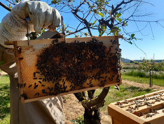 Imker hält Wabe eines Bienenstocks in der Hand, an der sich Bienen tummeln