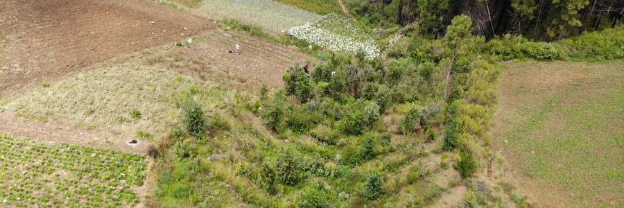 Dynamische Agroforstparzelle mit vielfältig bepflanzten Bäumen wächst am Rande noch bestehender Waldflächen zur Wiederaufforstung