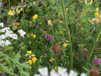 Blumenvielfalt auf einem Wildblumenacker von der Naturschutzorganisation Naturefund
