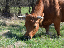 Murnau-Werdenfelser Kuh am Grasen auf Streuobstwiese