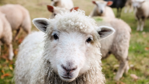 Weißes Schaf, welches auf Weide steht, schaut in Kamera mit Herde im Hintergrund
