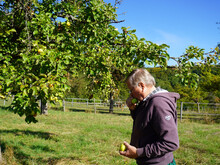 Sortenbestimmung auf einer Streuobstwiese